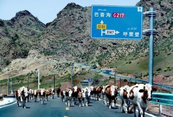 新疆S101省道+百里丹霞观景台一日游【精品包车游】【[专车接送]专车无忧往返接送】