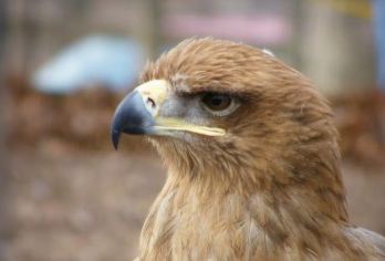 南非开普敦世界鸟类乐园+开普敦之心博物馆+两大洋水族馆一日游【专属包车省心游：全程专车服务，可定制旅程，自由掌控游览节奏享受舒适惬意的深度之旅。】