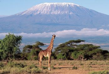 肯尼亚内罗毕出发 安博塞利国家公园一日游(马赛村/含接送）【在安博塞利国家公园进行狩猎，欣赏乞力马扎罗山的美景】