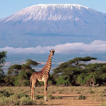 肯尼亚 内罗毕出发 安博塞利国家公园一日游 马赛村/含接送