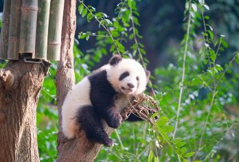 都江堰景区+成都大熊猫繁育研究基地一日游【包车游纯玩无购物】【[品质纯玩]：真纯玩店，没有任何购物环节让您玩的舒心游玩~】