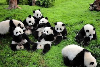 成都熊猫基地+都江堰 川剧秀+特色午餐  纯玩 三环内接早【成都三环接早；纯玩无购物、无推销】