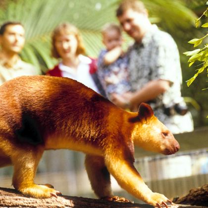 黄金海岸可伦宾野生动物园一日游【市区酒店往返接送丨含门票】
