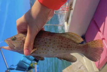 惠州双月湾出海体验【海钓/拉笼/赶海/夜钓鱿鱼/可选包船】【超多玩乐可选丨海钓 拉笼 赶海 注意丨海钓船长全程指导 有空军风险 不建议许愿】