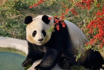 【萌宠计划，开启亲子时光】秦岭野生动物园/秦岭四宝科学公园【~带娃不发愁，亲子周末好去处】