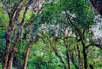 高黎贡山【曲石高原徒步8-10KM+专业向导+毛毛球古树群】【[专业+安全]双认证专业领队携专业徒步装备+医疗包+补给路餐带您沉浸穿越原始森林，全程讲解科普】