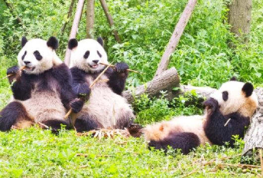 成都大熊猫繁育研究基地+武侯祠一日游[私家团+含门票+导游]【全程往返独立用车+酒店上门接送+真纯玩+无购物+0套路+0推销】