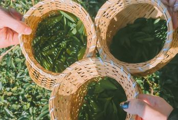 武夷山采茶研学半日游【四季可用/传承讲解/制茶体验/品茶】【[四季可用]独留私人茶庄 亲自采摘和制作 供爱茶之人体验】