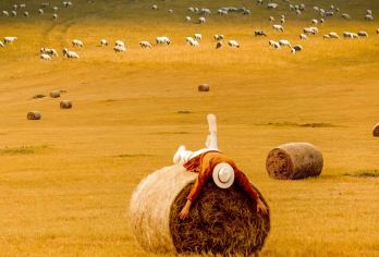 呼伦贝尔大草原+莫尔格勒河景区一日游【2~6人小包团 】【[服务保障]专业地接社，纯玩无购物，海拉尔市区免费接，当地老司机带您玩小众路线】