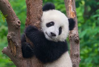 川叔讲故事 成都熊猫基地+锦里武侯祠 1日游 纯玩6人小团【[真小团]7座商务车，最多6位客人，1团1导游】