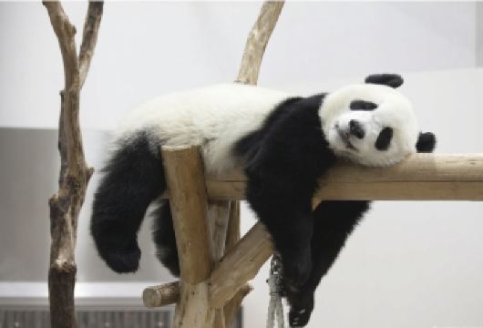 大熊猫繁育基地【蜀人说2H专业讲解|深入了解大熊猫|含门票】【[专业资深讲解]对大熊猫的习性、活动规律等特点有着深入的了解，能够用生动有趣的方式，为你讲解大熊猫】