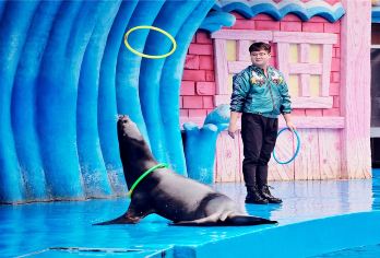 【驼铃传奇】+华夏文旅海洋公园*逛海洋公园+西安市三环内接送【海洋公园五大主题区：极地鲸豚、梦幻海洋、海兽秀场、飞越丝路探秘及欢乐海岸】