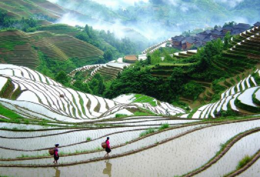 2人起私家团龙脊梯田金坑梯田平安梯田一日游桂林柳州上门接送【所选城市市区免费上门接送，方便快捷，省时省力（时间可微调）】
