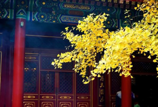 北京香山公园+颐和园包车一日游|金秋赏枫/上门接送/时间自由【北京赏秋好去处：北京香山，颐和园，随处可见的美景！】