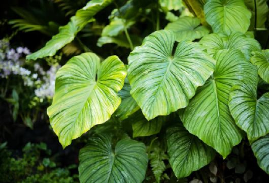 【新加坡深度一日游】乌节路+新加坡植物园+滨海湾花园+圣淘沙【包车成团，畅游赤道明珠，体验魅力南洋】