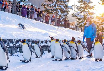 北海道旭山动物园&瀑布&网红圣诞树&精灵台/中或英司导一日游【[网红景点]一天打卡4个网红景点】