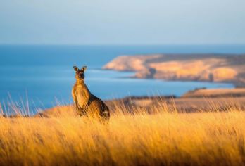 南澳洲袋鼠岛一日游袋鼠岛+海豹湾+小撒哈拉+旗舰拱门+神奇岩【海豹的栖息地——海豹湾】