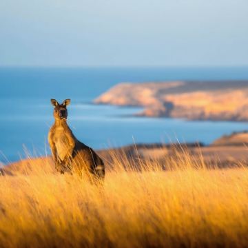 南澳洲袋鼠岛一日游袋鼠岛+海豹湾+小撒哈拉+旗舰拱门+神奇岩