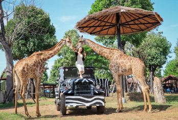 大城狮子王动物园一日游【独立包团丨长颈鹿拍照丨遛老虎合影】【网红又小众动物园-长颈鹿拍照+遛大猫——还有多种动物合照，秒出朋友圈大片】