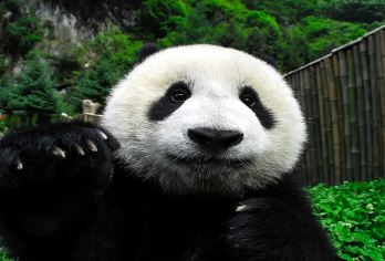 四川成都都江堰+大熊猫一日游【纯玩跟团+导游讲解+含门票】【跟团特色：[经典纯玩]20-25人团，100%真纯玩无购物，深度讲解，拒绝走马观花；】