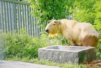 【小团2人起】陕西西安秦岭四宝科学公园+秦岭国家植物园一日游【商务用车，2位起订，小车出行，精致小团天天发】