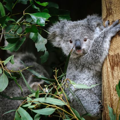【奔驰团&中巴团/林肯岩/动物园/3缆车】动物园+蓝山一日游