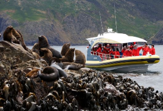 塔斯马布鲁尼岛3小时荒野巡游【可选霍巴特出发】【与野生动物的不可思议的邂逅】