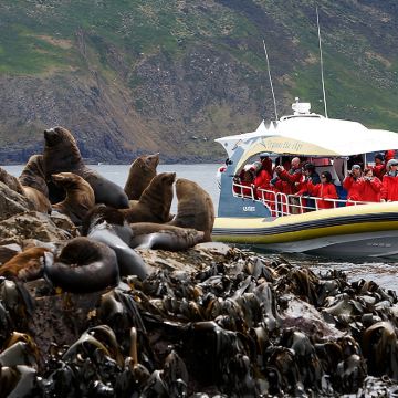 塔斯马布鲁尼岛3小时荒野巡游【可选霍巴特出发】