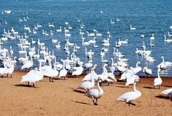 天鹅湖+布鲁维斯+那香海+孤独公约+画中画+猫头山+火炬八街【[通知通知！！]大天鹅我来了，冬季打卡威海八大网红景点】