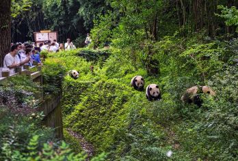 四川成都+熊猫谷+都江堰+灌县古城包车一日游【近距离与熊猫互动+千年水利工程+川西建筑与美食】