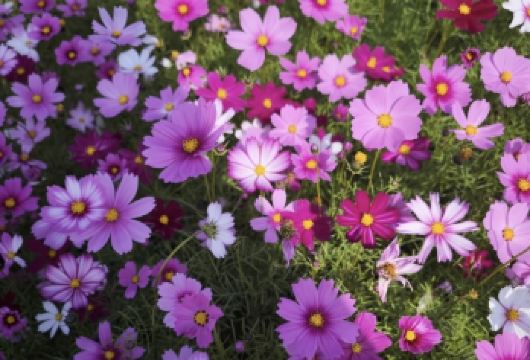 私家小团上门接送|孙中山故居+詹园+孙文西路+崖口村花海一日【私家旅行：一单一团，不拼客，专属旅行； 品质服务：车上门接送，专职司机护航】