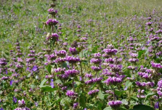 阿克苏托木尔景区塔村航拍纯玩无购物小团游【阿克苏人民的后花园；随车服务；城区酒店免费接送；】