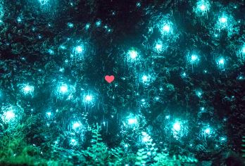 【官方授权·导游陪同】春溪国家公园/天宝林山一日游萤火虫夜游【[当地参团]深度游览，自由省心，玩的都是精华】