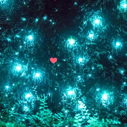 【官方授权·导游陪同】春溪国家公园/天宝林山一日游萤火虫夜游