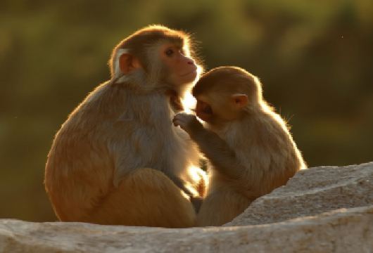 北京八达岭野生动物世界 包车一日游│车型可选  12小时包车【全程包车、天津市区上门接送、省心、省时、省力！】
