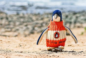 安心游#墨尔本普芬比利蒸汽火车+菲利普岛一日游【[澳洲当地自营 明星服务商QUOKKA 中文服务]】