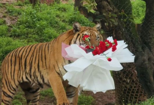 重庆乐和乐都动物主题乐园【包车游&一单一团一车&上门接送】【乐和乐都：动物园+娱乐天堂，建议先动物园后游乐园哦！】