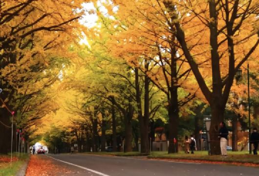 日本札幌北海道大学-北海道神宫-二条市场【北海道中文专车】【中文专车出行，景点灵活调整，打卡经典，游玩自己定义，无需等待，专属贴心服务，尽享惬意旅程】