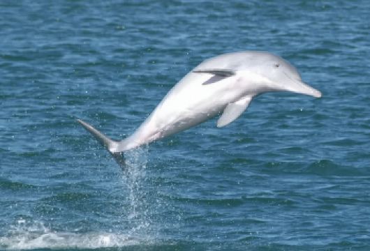 港珠澳大桥+澳门环岛游+孙中山故居+圆明新园一日活动@海上看澳【[乘船海上看港珠澳大桥]近距离感受桥梁建筑的雄伟 | 海上看澳门】