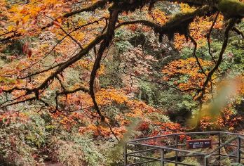 龙苍沟天生桥一日游【户外徒步·彩林红叶·溪流瀑布·森林氧吧】【[户外徒步]户外轻徒步，难度适中，拥抱自然】