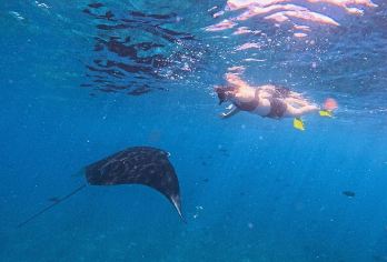 蓝梦岛和曼塔湾浮潜体验【加入我们，在美丽的努沙佩尼达岛和努沙蓝梦岛周围体验激动人心的浮潜之旅。 惊叹于广袤的珊瑚礁和各种各样的水生生物，例如海龟、海马等等！ 在努沙佩尼达岛的蝠鲼湾停留，您将有机会看到令人印象深刻的蝠鲼。】