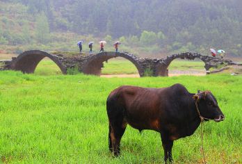 婺源篁岭+上坦+龙尾村+三眼桥+月亮湾一日游【网红打卡地】【[1车1司]上门接送，实现晚起自由，2-6人团！】