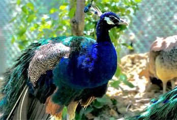 栾川竹海野生动物园一日游【运城出发】【园区主要分熊猫馆、猛兽散放区、小动物乐园、万亩竹海休闲区】