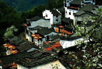 婺源篁岭景区上午半日游【天天发团+纯玩线】【梯田花海 鲜花小镇 晒秋人家】