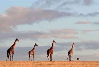阿德莱德洛夫特山+德国村+莫纳托野生动物园一日游【中文团】【解锁被称为“小非洲”的南澳莫纳托野生动物园】