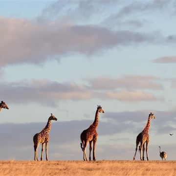 阿德莱德洛夫特山+德国村+莫纳托野生动物园一日游【中文团】