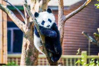 熊猫基地讲解| 1V1深度讲解 | 指定大咖讲解 |【私家线路打造，金牌讲解带给您深度的熊猫文化体验 ；散拼亲子讲解、包团讲解多样选择】