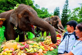 云南西双版纳野象谷+西双版纳原始森林公园一日游【[品质保障]正规旅游巴士，优良老司机，贴心管家式服务，领队全程陪同，真心纯玩无购物】