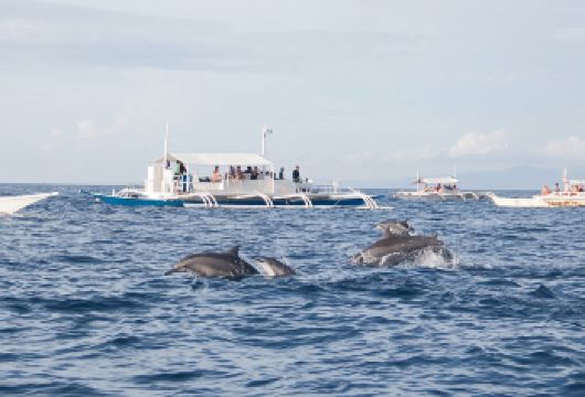 薄荷岛：观海豚+帕米拉坎岛浮潜一日游 | 含接送&午餐&装备【一日串联追海豚与帕米拉坎浮潜，双重海洋体验，生态与休闲兼具。】