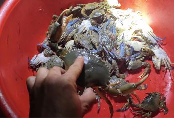 海南万宁神州半岛【趣味赶海3小时丨全套装备丨免费加工】【赶海3小时】